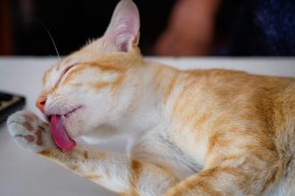 Γιατί οι γάτες καθαρίζουν καλά το σώμα τους μετά το φαγητό