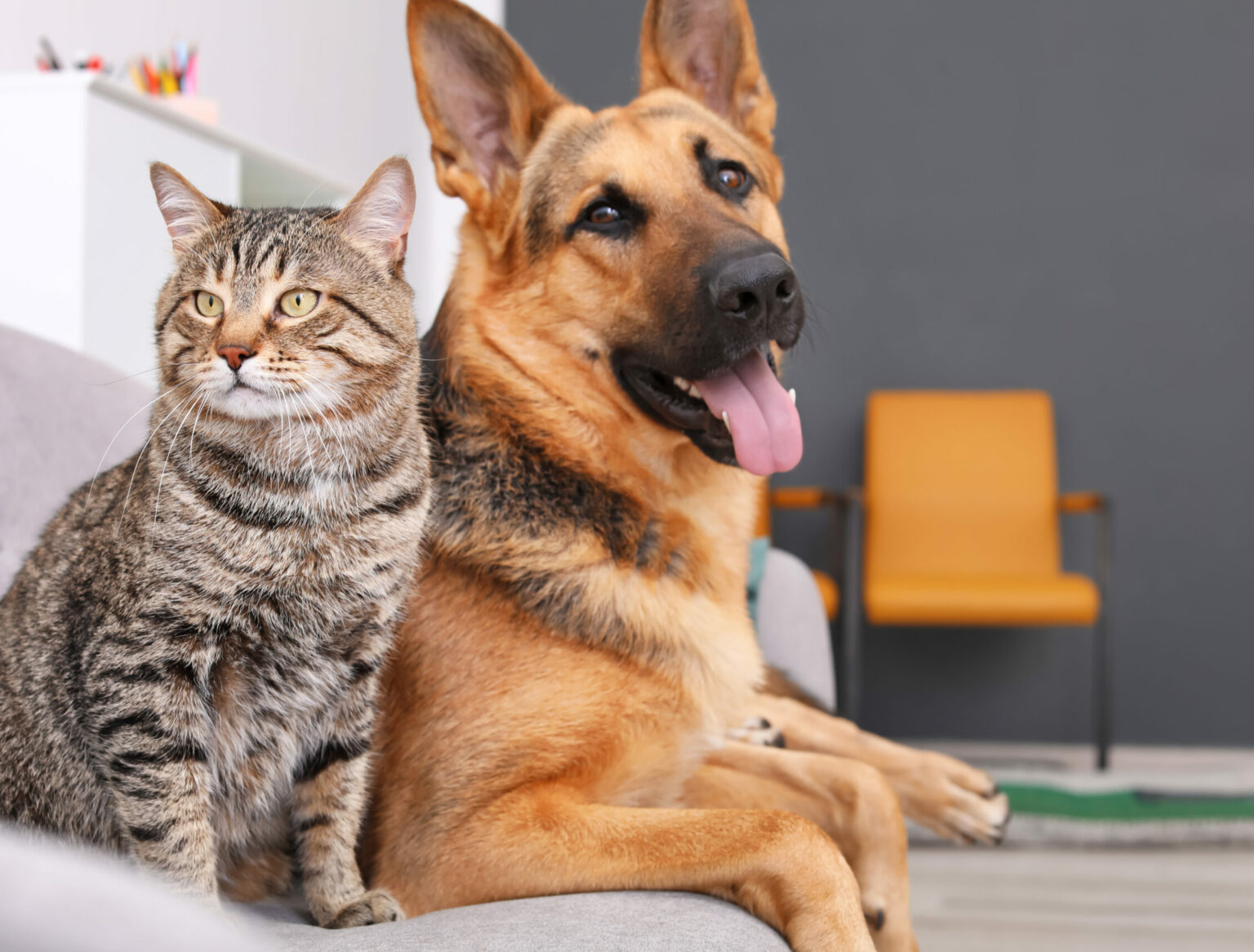 Μετάγγιση αίματος στα κατοικίδια - Πού μπορεί να γίνει με ασφάλεια όταν κριθεί αναγκαία