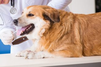 Είναι έγκυρα τα τεστ DNA για σκύλους;