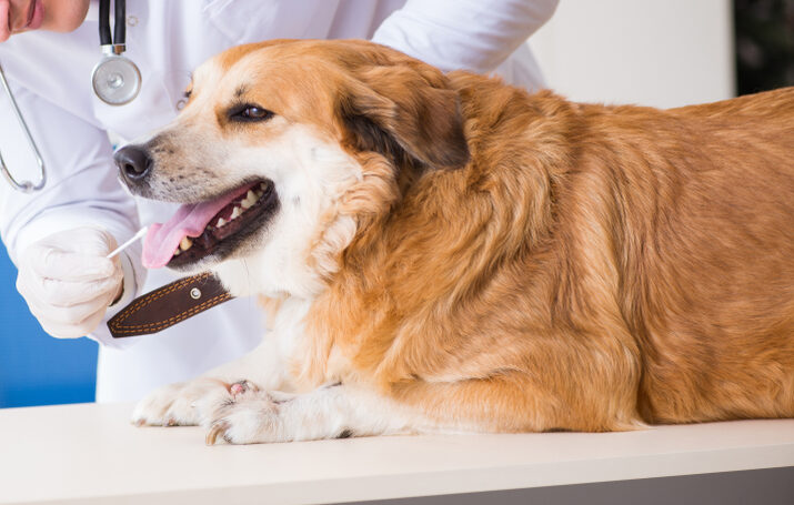Είναι έγκυρα τα τεστ DNA για σκύλους;