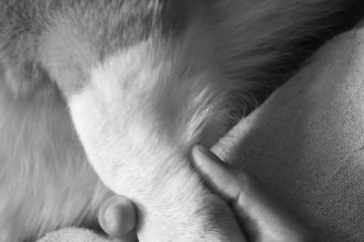 Μήπως ήρθε η ώρα να πείτε αντίο; Τα σημάδια ότι πλησιάζει το τέλος του σκύλου σας