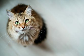 Πώς να σταματήσει να δαγκώνει ένα μικρό γατάκι