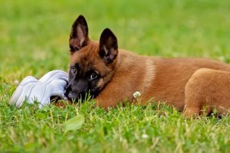 5 πράγματα που μπορείτε να κάνετε την επόμενη φορά που ο σκύλος σας αρπάξει κάτι και τρέξει να φύγει