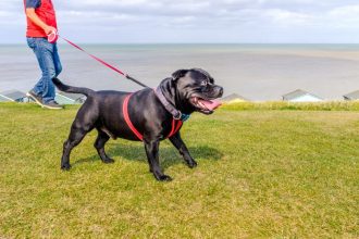 Γιατί δεν πρέπει να προτιμάτε τα πτυσσόμενα λουριά για τον σκύλο σας