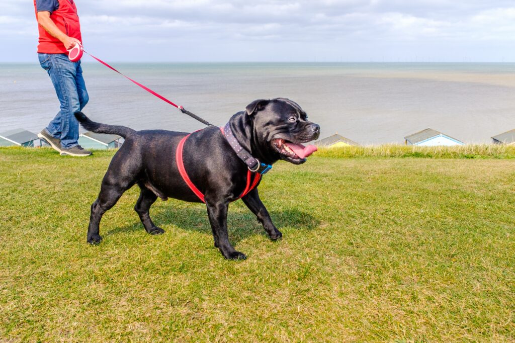 Γιατί δεν πρέπει να προτιμάτε τα πτυσσόμενα λουριά για τον σκύλο σας