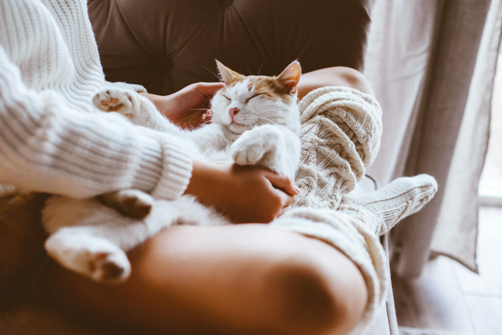 Πόσες ώρες κοιμούνται οι γάτες; Δείτε σε τι διαφέρει ο ύπνος τους από τον δικό μας