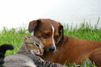 Οι ασθένειες που μπορεί να μεταδώσει η γάτα στον σκύλο