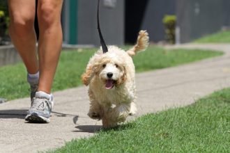 7 λάθη που δεν πρέπει να κάνετε στη βόλτα με τον σκύλο σας