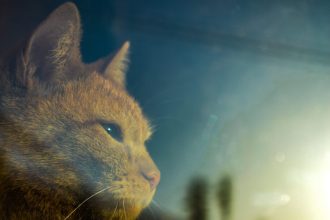 Πώς θα είναι οι γάτες του μέλλοντος