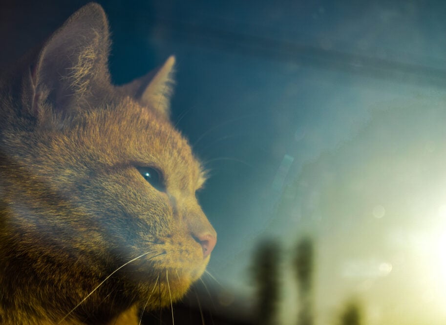 Πώς θα είναι οι γάτες του μέλλοντος