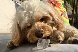 Πόσο ασφαλές είναι να πίνει ο σκύλος σας κρύο νερό – Τι ισχύει για τα παγάκια