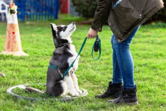 Οι φυλές σκύλων που είναι δύσκολες στην εκπαίδευση