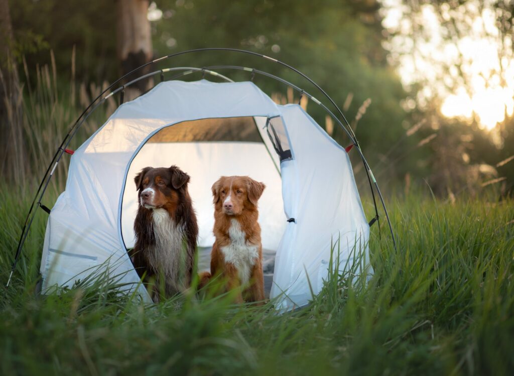 Χρειάζονται οι σκύλοι αντηλιακό;