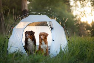Έξι επικίνδυνα λάθη που κάνουν το καλοκαίρι όσοι έχουν σκύλο
