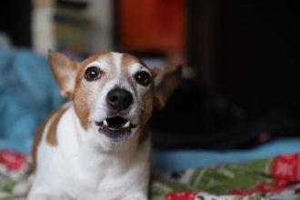 Τι να κάνετε όταν ο σκύλος σας δεν θέλει κάποιο μέλος της οικογένειας