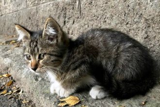 Χάσατε τη γάτα σας και την ψάχνετε; Κάντε 3 ήχους για να μπορέσει να γυρίσει πίσω