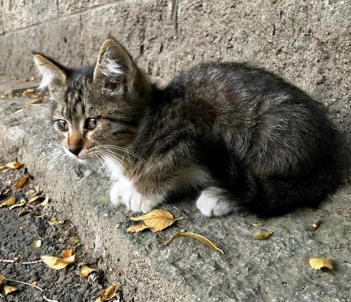 Χάσατε τη γάτα σας και την ψάχνετε; Κάντε 3 ήχους για να μπορέσει να γυρίσει πίσω