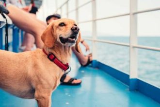 Πώς θα ταξιδέψετε με το κατοικίδιό σας με πλοίο - Αναλυτικά ο οδηγός