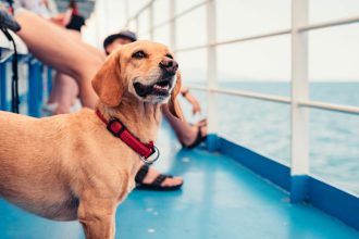 Πώς θα ταξιδέψετε με το κατοικίδιό σας με πλοίο - Αναλυτικά ο οδηγός