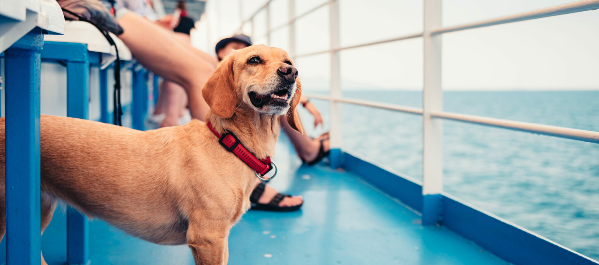 Πώς θα ταξιδέψετε με το κατοικίδιό σας με πλοίο - Αναλυτικά ο οδηγός