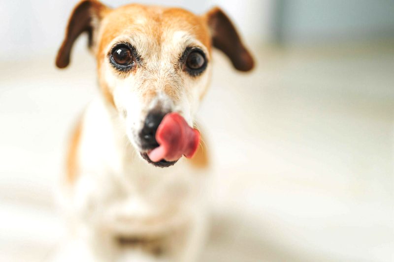 Ποια είναι η πρωτεΐνη με τη μεγαλύτερη θρεπτική αξία για τους σκύλους