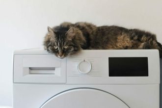 Για πόσο μπορεί να μείνει η γάτα σας μόνη στο σπίτι; Δείτε τι πρέπει να προσέξετε