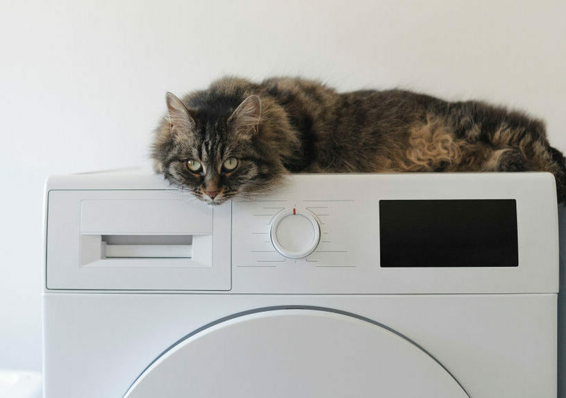 Για πόσο μπορεί να μείνει η γάτα σας μόνη στο σπίτι; Δείτε τι πρέπει να προσέξετε