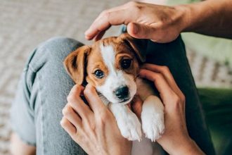 Πάτρα: Παραμελούσε τα σκυλιά του - Συνελήφθη και του επιβλήθηκε πρόστιμο