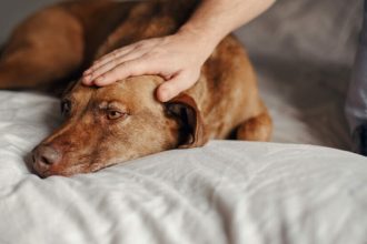 Ενημέρωση και ευαισθητοποίηση των κηδεμόνων κατοικιδίων