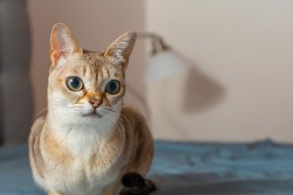 Πώς να μην έχετε τύψεις στειρώνοντας τη γάτα σας