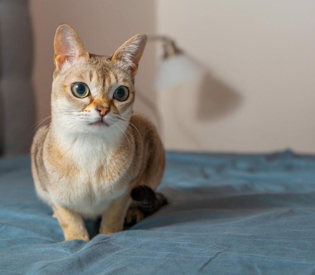 Πώς να μην έχετε τύψεις στειρώνοντας τη γάτα σας