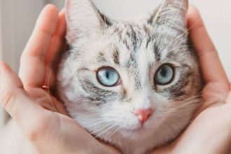 Γιατί η γάτα σας είναι απρόβλεπτη και κυκλοθυμική; Διαβάζοντας τη γλώσσα του σώματος