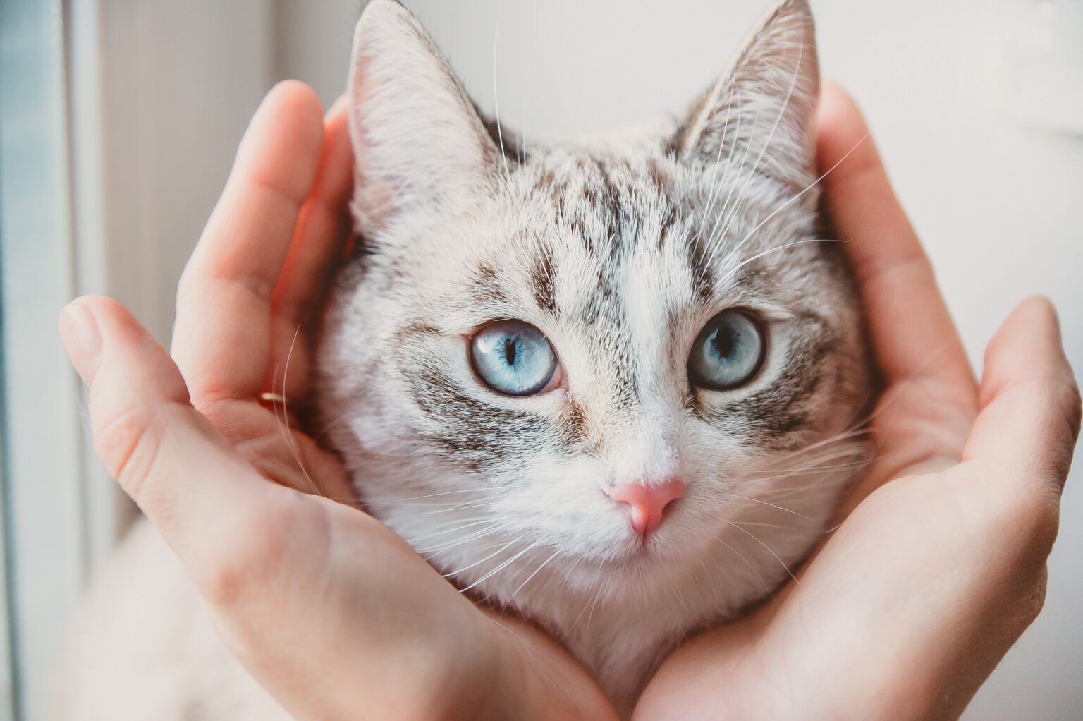 Οι λόγοι που μια γάτα μπορεί να σας κοιτάζει έντονα στα μάτια