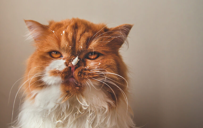 Καθαριότητα και γάτες: Λύνουμε τις διαφωνίες μια για πάντα