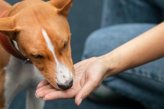 Τι μπορεί να συμβαίνει όταν ο σκύλος δεν τρώει από το πιάτο του αλλά μόνο από το χέρι σας