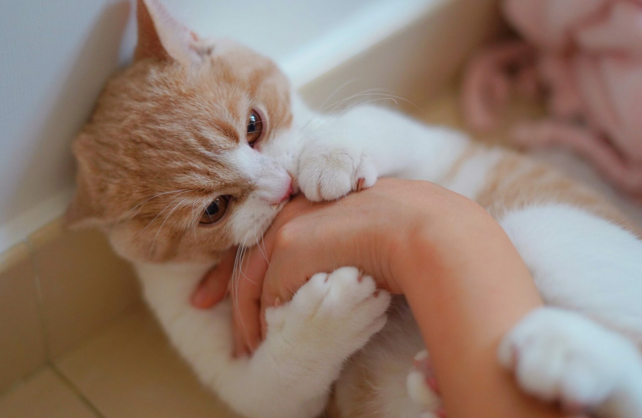 Κορονοϊός: Συναγερμός για τη θανατηφόρα μετάλλαξη που «χτυπά» γάτες στην Κύπρο