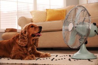 6 τρόποι να διασκεδάσετε τον σκύλο σας στο σπίτι όταν έχει καύσωνα