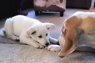 Δείτε αν ένα κουτάβι στο σπίτι μπορεί να κάνει καλό στην υγεία του ηλικιωμένου σκύλου σας