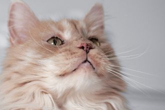 Απαντήσεις στις πιο συχνές ερωτήσεις για τα δόντια της γάτας