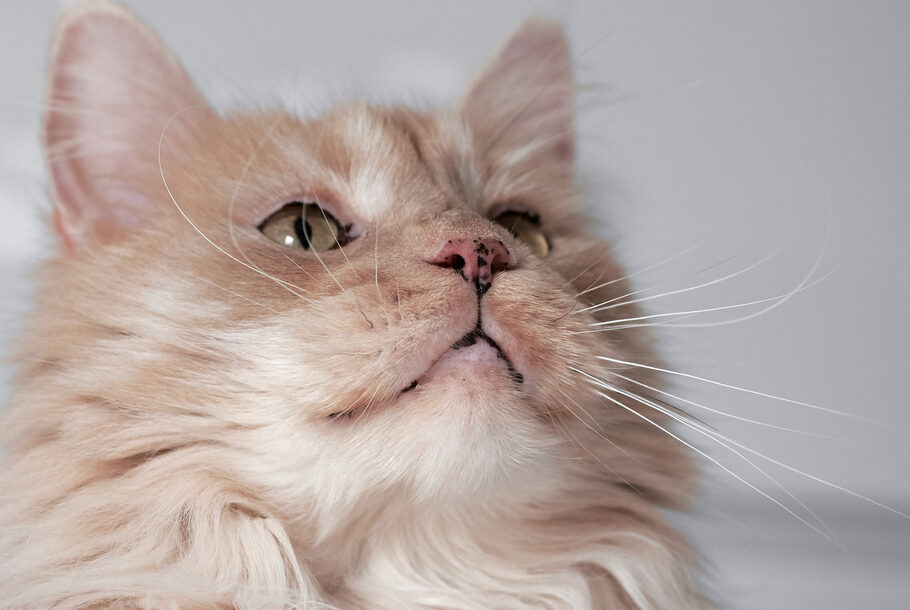 Απαντήσεις στις πιο συχνές ερωτήσεις για τα δόντια της γάτας