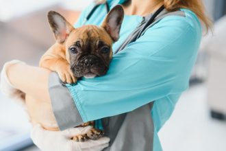 Αυτά τα 4 σημάδια δείχνουν ότι ο σκύλος σας πρέπει να στειρωθεί το συντομότερο δυνατό