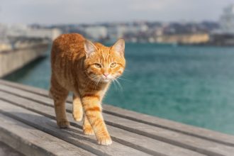 Τι κοινό έχει η γάτα σας με την καμήλα και την καμηλοπάρδαλη