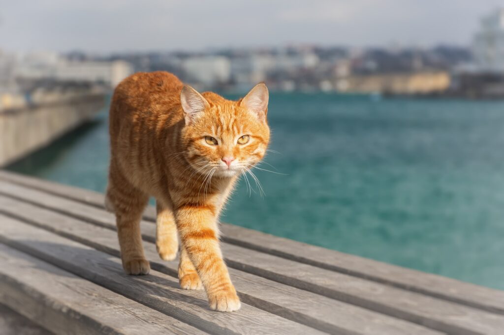 Τι κοινό έχει η γάτα σας με την καμήλα και την καμηλοπάρδαλη