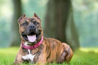 Τι συμβαίνει στον σκύλο όταν του κόβουν τα αυτιά - Η ιστορία αυτής της σκληρής πρακτικής