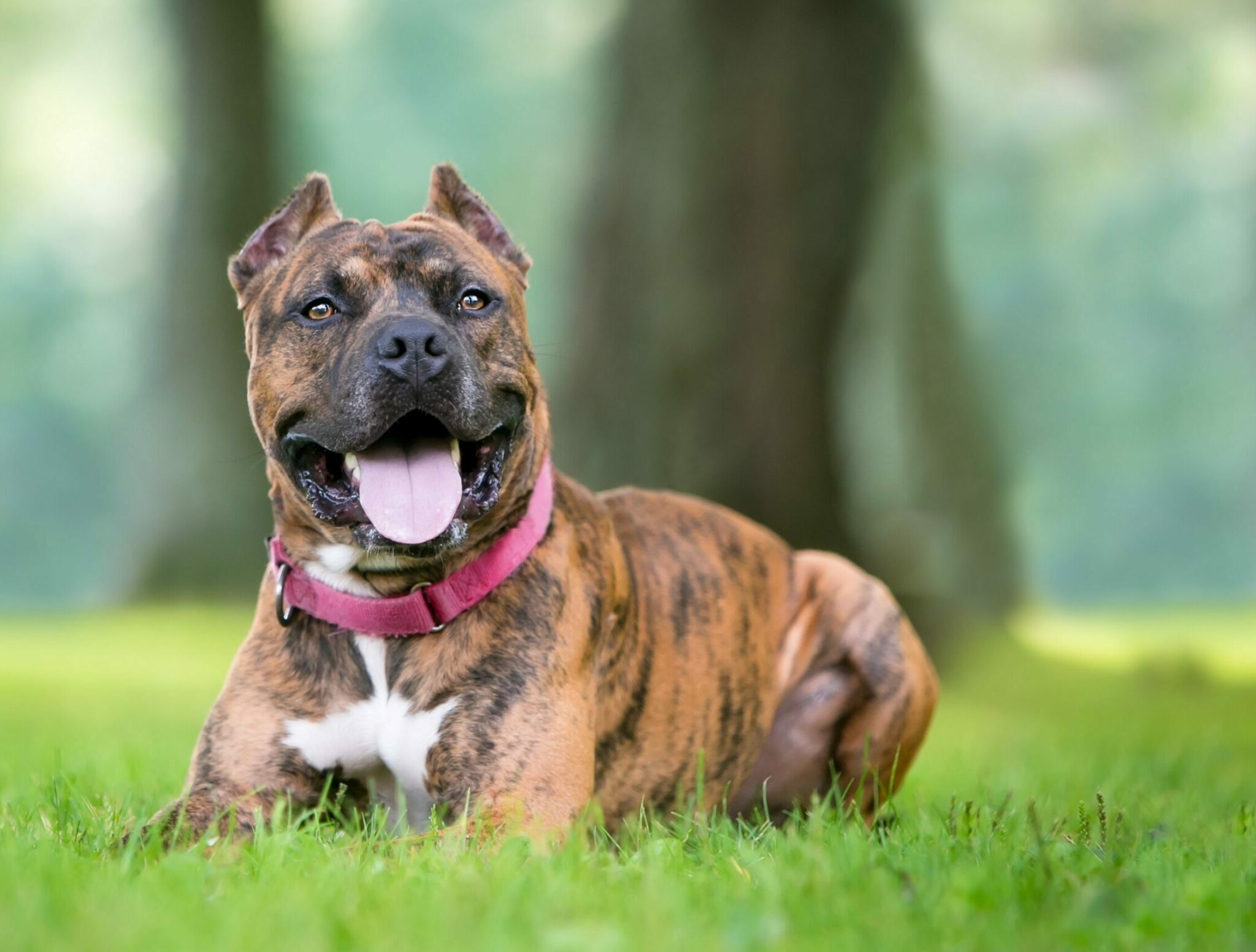 Τι συμβαίνει στον σκύλο όταν του κόβουν τα αυτιά - Η ιστορία αυτής της σκληρής πρακτικής