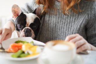 Πώς να μην σας παρακαλάει ο σκύλος σας για φαγητό την ώρα που τρώτε