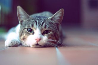 Τι μπορούν να μας πουν τα μάτια της γάτας για τη διάθεσή της