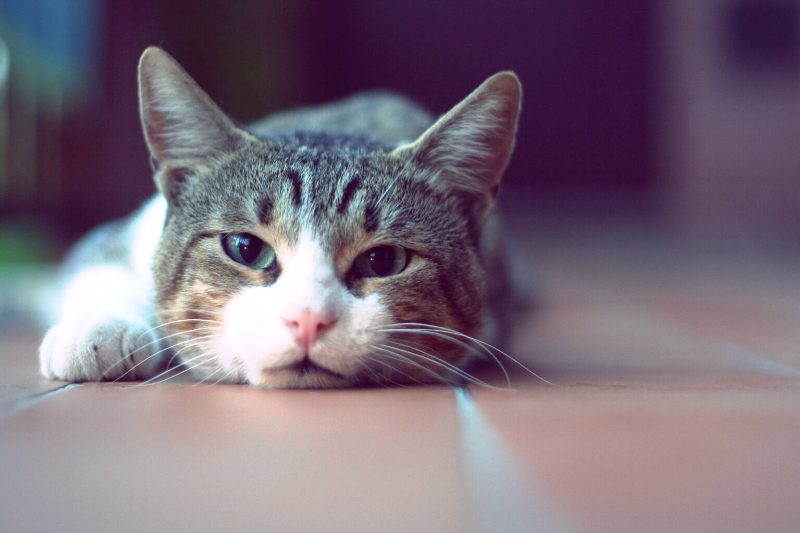 Τι μπορούν να μας πουν τα μάτια της γάτας για τη διάθεσή της