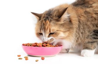 Είναι η γάτα σας εθισμένη στις κροκέτες; Τι να κάνετε για να φάει και κάτι άλλο