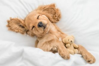 Γιατί ξυπνάει ο σκύλος σας τη νύχτα και πώς να τον βοηθήσετε